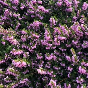 Meet your Posher, Annick